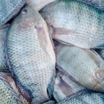 001_646_IMG_tilapia_shutterstock_112503353-scaled