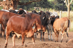 880c29c03415719cee1b0013b0579544_728x486_-0x-0_720x480