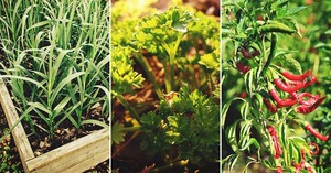 Add-Spice-to-Life-with-20-Easy-to-Grow-Spices-You-Can-Grow-at-Home-FI