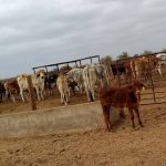 WhatsApp Image 2025-10-26 at 16.59.44 (1)