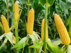 PAN_4R-728BR_2020 (1)